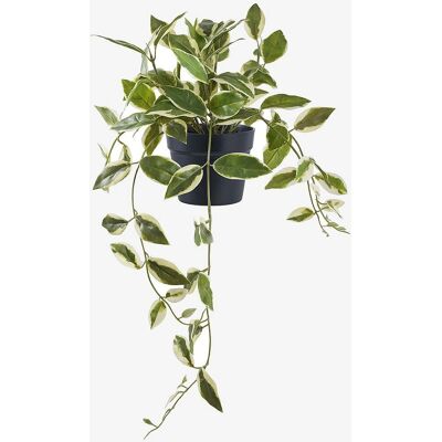 House Nordic Artificial Plant Hoya Carnosa Green - Artificial Plant House Nordic Artificial Plant Hoya Carnosa Green - Artificial Plant