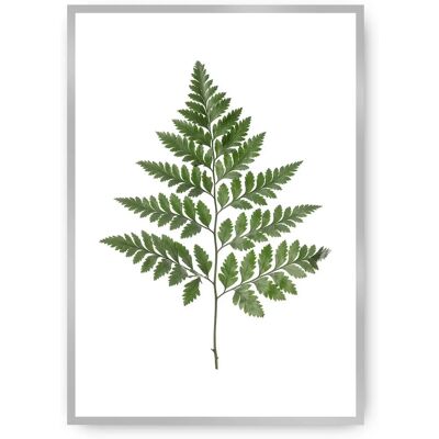 Dekoria Farn Grün 30x40 cm - Botanisches Wandbild Dekoria Farn Grün 30x40 cm - Botanisches Wandbild