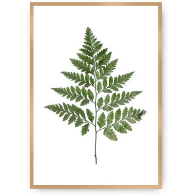 Dekoria Zielony Paproć - 40x50 cm - Plakat Dekoria Zielony Paproć - 40x50 cm - Plakat