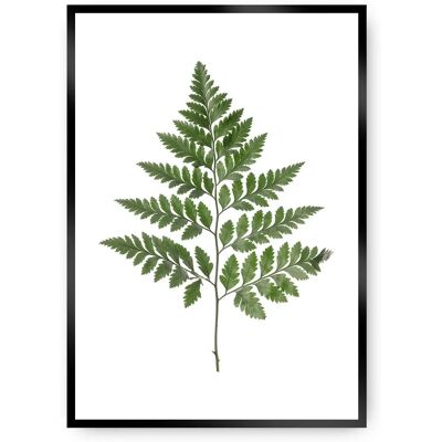 Dekoria Zielony paproć - Plakat 70x100cm Dekoria Zielony paproć - Plakat 70x100cm