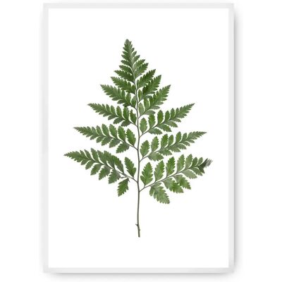 Dekoria Zielona Paproć 70x100cm - Plakat z Motywem Paproci Dekoria Zielona Paproć 70x100cm - Plakat z Motywem Paproci