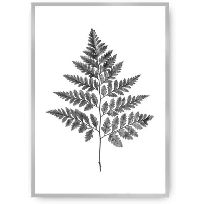 Dekoria Paproć Szara 50x70 - Plakat ścienny Dekoria Paproć Szara 50x70 - Plakat ścienny