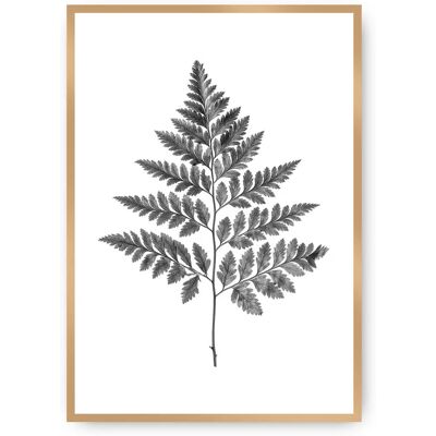 Dekoria Szara paproć - Plakat 70x100cm - Sztuka roślin Dekoria Szara paproć - Plakat 70x100cm - Sztuka roślin