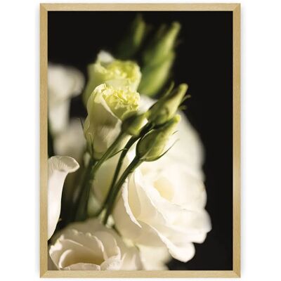 Dekoria - Dark Flowers I - Biała eustoma - Plakat Dekoria - Dark Flowers I - Biała eustoma - Plakat