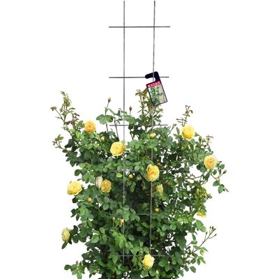 KADAX Rankgitter - Unterstützung für Kletterpflanzen, 30x150 cm KADAX Rankgitter - Unterstützung für Kletterpflanzen, 30x150 cm