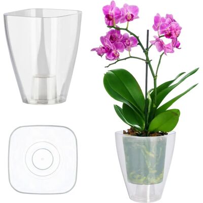 KADAX Blumentopf-Husse 12cm farblos - elegant für Orchideen KADAX Blumentopf-Husse 12cm farblos - elegant für Orchideen