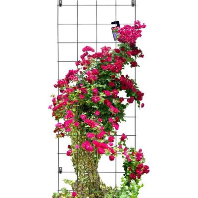 KADAX Garten Pergola Unterstützung - Kletterpflanzen Gitter - 65x170cm KADAX Garten Pergola Unterstützung - Kletterpflanzen Gitter - 65x170cm