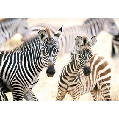 Castorland 1000-Teile Puzzle Vietnam Reisfelder - Puzzle Castorland 1000-Teile Puzzle Vietnam Reisfelder - Puzzle