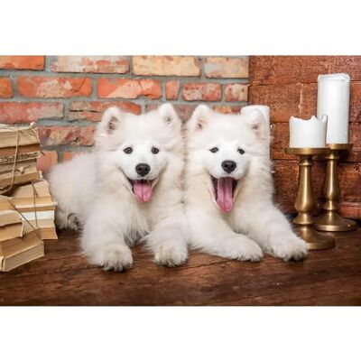 Castorland Samojedenwelpen Puzzle - Puzzle Castorland Samojedenwelpen Puzzle - Puzzle