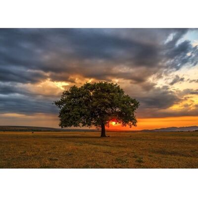 Enjoy Puzzle Leaves Eclipse - Puzzle 1000 Elementów Enjoy Puzzle Leaves Eclipse - Puzzle 1000 Elementów