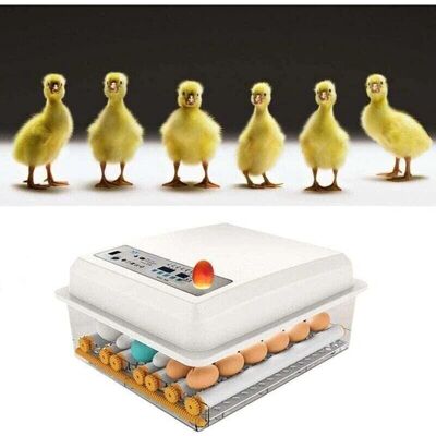 SNQ - 16-egg - Auto turn - Display - Egg incubator SNQ - 16-egg - Auto turn - Display - Egg incubator