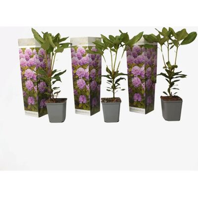Plante dans une boîte Rhododendron 'catawbiense purple' - 3 pcs. Publicité Plante dans une boîte Rhododendron 'catawbiense purple' - 3 pcs. Publicité