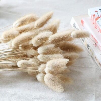 SNQ - Ovatus - 90 pcs - Pampas - Dried pampas grass SNQ - Ovatus - 90 pcs - Pampas - Dried pampas grass