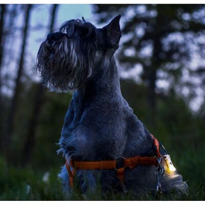 ArmyTek - Zippy Extended Set Blue LED - Flashlight ArmyTek - Zippy Extended Set Blue LED - Flashlight