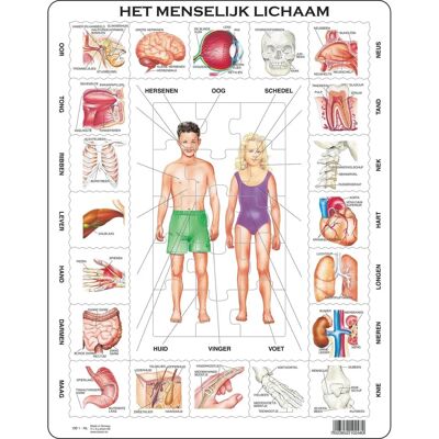 Larsen Maxi Puzzel - Menselijk Lichaam 35 Stukjes Larsen Maxi Puzzel - Menselijk Lichaam 35 Stukjes