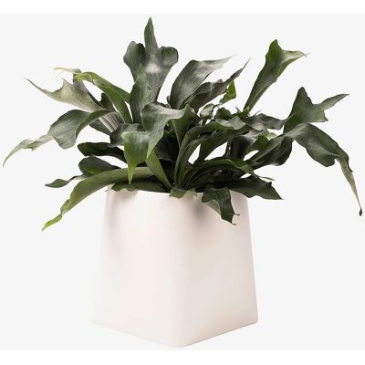 Markslöjd Somma Planter - 31cm Hvid - Europæisk Design Markslöjd Somma Planter - 31cm Hvid - Europæisk Design