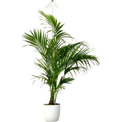 Venso EcoSolutions Parus XL 25W Weiße Pflanzenlampe mit Teleskopstange - Pflanzenlicht Venso EcoSolutions Parus XL 25W Weiße Pflanzenlampe mit Teleskopstange - Pflanzenlicht