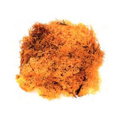 GLOREX 63803609 - Eilandsmos - 50g - Knutselen GLOREX 63803609 - Eilandsmos - 50g - Knutselen
