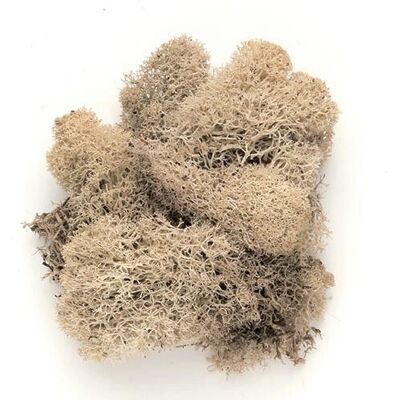 GLOREX 63803610 Plante artificielle d'intérieur - Sans fleurs GLOREX 63803610 Plante artificielle d'intérieur - Sans fleurs