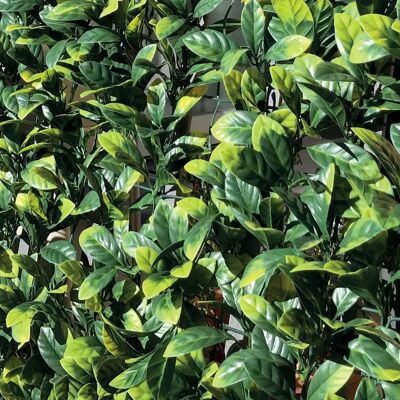 Tenax Divy 3D Plus Laurus - Haie artificielle pour jardins & balcons - Publicité Tenax Divy 3D Plus Laurus - Haie artificielle pour jardins & balcons - Publicité