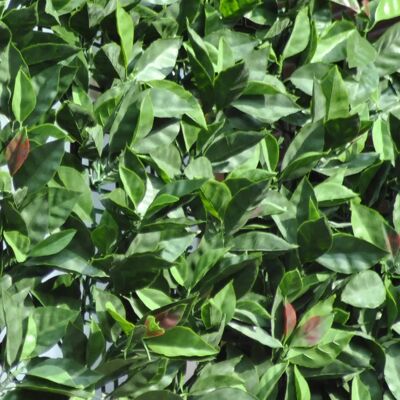 Pantalla de jardín TENAX - Photinia, 1x3m, resistente a UV Pantalla de jardín TENAX - Photinia, 1x3m, resistente a UV