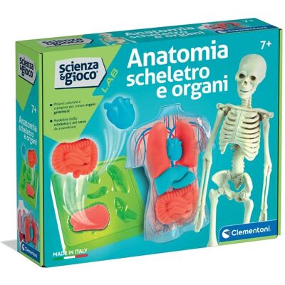 Clementoni 19414 Skeletalanatomie - Kinderscientspielzeug Clementoni 19414 Skeletalanatomie - Kinderscientspielzeug