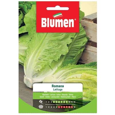 Semi di Lattuga Romana Blumen - Trapianto & Sole Semi di Lattuga Romana Blumen - Trapianto & Sole