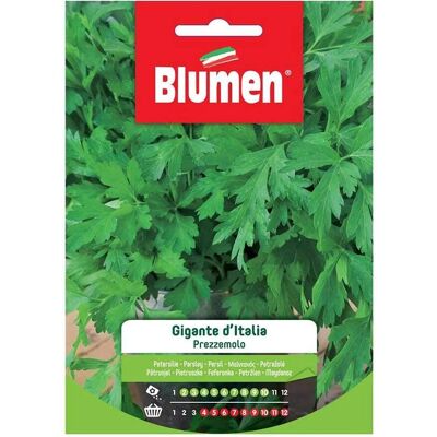 Semi di Prezzemolo Gigante d'Italia - Pianta Vigorosa - 20°C Terreno Semi di Prezzemolo Gigante d'Italia - Pianta Vigorosa - 20°C Terreno