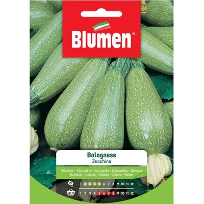 BLUMEN - Semi di zucchino bolognese BLUMEN - Semi di zucchino bolognese
