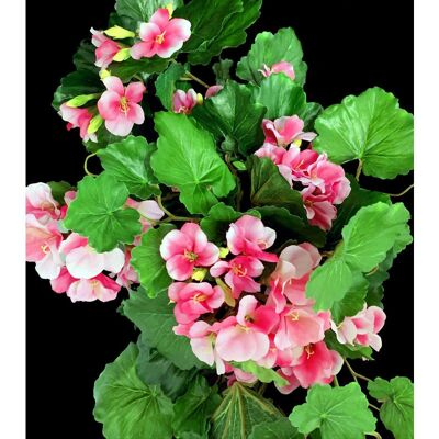 PERAGASHOP Geranium 60cm - Rosa Chiaro - Mazzo PERAGASHOP Geranium 60cm - Rosa Chiaro - Mazzo