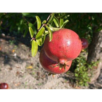 PERAGASHOP - Pomegranate-1 - Frutto grande - Plant PERAGASHOP - Pomegranate-1 - Frutto grande - Plant