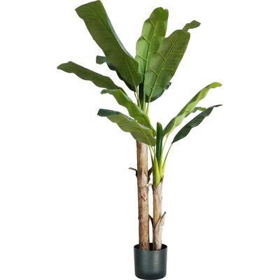 King Home Bananenpflanze - 170cm, 17 Blätter, Topf & Moos King Home Bananenpflanze - 170cm, 17 Blätter, Topf & Moos