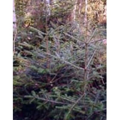 Herboplanet Msa Abies Pectinata - 50ml Dietary Supplement Herboplanet Msa Abies Pectinata - 50ml Dietary Supplement