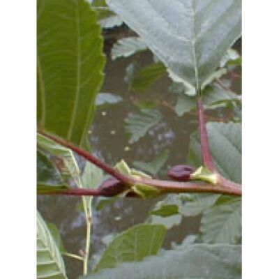 Herboplanet Msa Alnus Glutinosa 50 ml - Dietary Supplement Herboplanet Msa Alnus Glutinosa 50 ml - Dietary Supplement