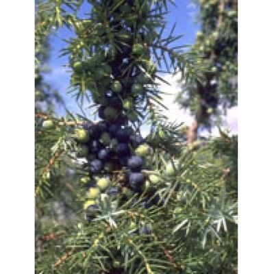Herboplanet Msa Juniperus Communis 50 ml - Dietary Supplement Herboplanet Msa Juniperus Communis 50 ml - Dietary Supplement