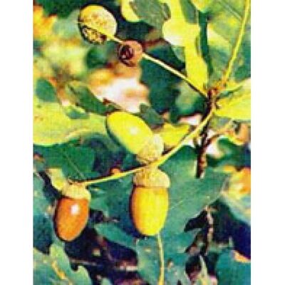 Herboplanet Msa Quercus Peduncolata - Dietary Supplement Herboplanet Msa Quercus Peduncolata - Dietary Supplement