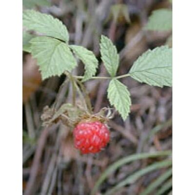Herboplanet Rubus Idaeus Macerate - Food Supplement Herboplanet Rubus Idaeus Macerate - Food Supplement