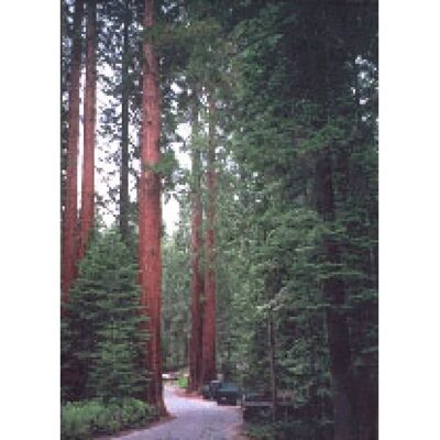 Herboplanet Sequoia Gigantea 50 ml - Prostate Support & Energizer Herboplanet Sequoia Gigantea 50 ml - Prostate Support & Energizer