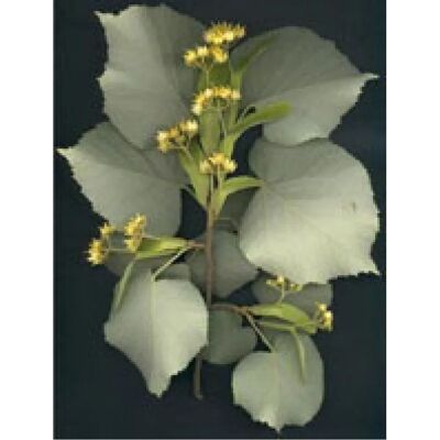 Herboplanet Msa Tilia Tomentosa - Relaxing Supplement - 50ml Herboplanet Msa Tilia Tomentosa - Relaxing Supplement - 50ml