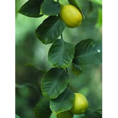 Herboplanet Msa Citrus Limonum - Digestive Support Herboplanet Msa Citrus Limonum - Digestive Support