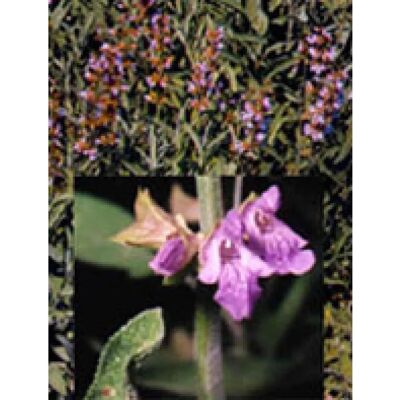 Herboplanet Tsa Salvia Officinalis - Menopause Support - 50ml Herboplanet Tsa Salvia Officinalis - Menopause Support - 50ml