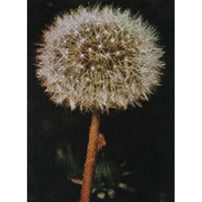 Herboplanet Tsa Taraxacum Officinalis 50 ml - Herbal Supplement - Supports Liver & Detox Herboplanet Tsa Taraxacum Officinalis 50 ml - Herbal Supplement - Supports Liver & Detox