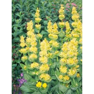 Herboplanet Gentiana Lutea 50ml - Digestive & Liver Support Herboplanet Gentiana Lutea 50ml - Digestive & Liver Support
