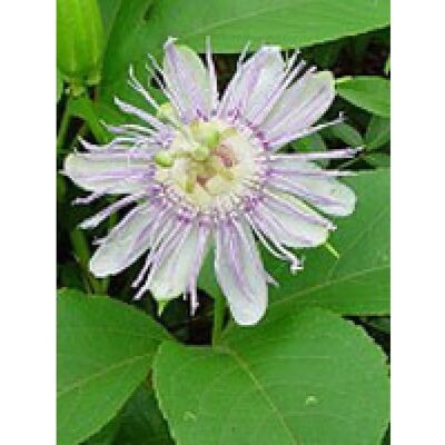 Herboplanet Tsa Passiflora Incarnata - Suplemento dietético Herboplanet Tsa Passiflora Incarnata - Suplemento dietético