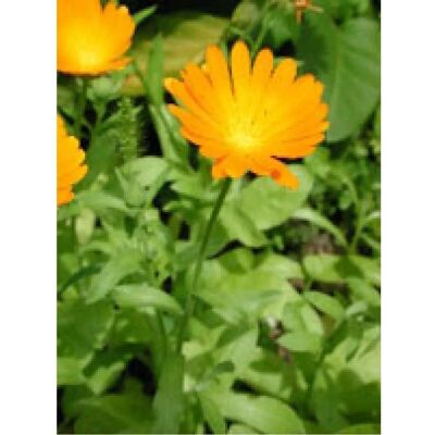 Herboplanet Tsa Calendula Officinalis 50ml - Herbal Extracts Herboplanet Tsa Calendula Officinalis 50ml - Herbal Extracts