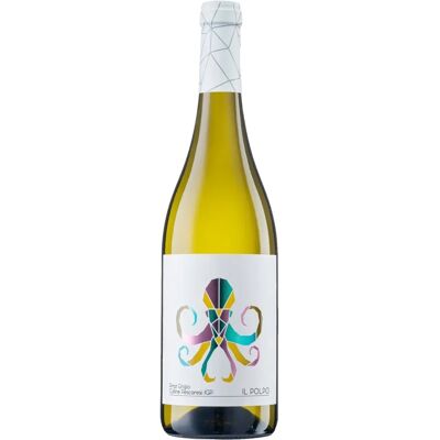 IL POLPO Pinot Grigio - Abruzzo 2024 - Jaune paille clair - Publicité IL POLPO Pinot Grigio - Abruzzo 2024 - Jaune paille clair - Publicité