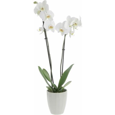 KENTIS - Orchidea Phalaenopsis Bianca - Green Elegance Vase - 60-70 cm - Orchid plant KENTIS - Orchidea Phalaenopsis Bianca - Green Elegance Vase - 60-70 cm - Orchid plant