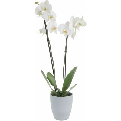 KENTIS - Phalaenopsis Bianca - 60-70 cm - Pianta d‘orchidea KENTIS - Phalaenopsis Bianca - 60-70 cm - Pianta d‘orchidea