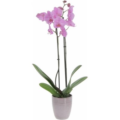KENTIS - Orchidea Phalaenopsis Rosa - 60-70 cm - Vaso Ø12 cm KENTIS - Orchidea Phalaenopsis Rosa - 60-70 cm - Vaso Ø12 cm