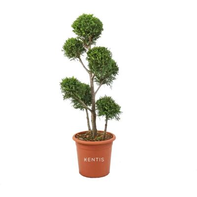 KENTIS - Cipresso Pompon - 90-110 cm - Pot Ø 24 cm - Plante - Publicité KENTIS - Cipresso Pompon - 90-110 cm - Pot Ø 24 cm - Plante - Publicité